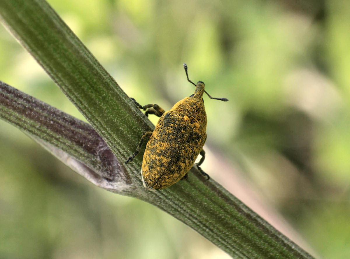 Lixus bardanae ?? no. Larinus sp.